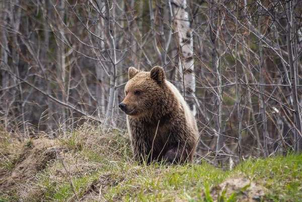 В Каратузском районе за сутки застрелили двух медведей