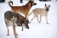 В Минусинске приостановлен отлов бродячих собак