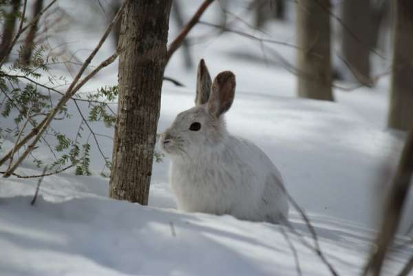 Житель Красноярского края заразился редкой болезнью после охоты на зайцев