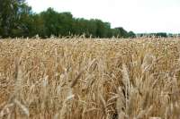 В Красноярском крае обмолочено около 70% площадей зерновых
