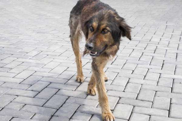 В Каратузском районе зафиксирована вспышка бешенства животных
