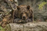 В этом году охотникам в Туве разрешат убить более 500 медведей