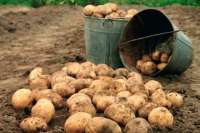 Ученый Хакасии рассказал, когда следует собирать урожай картофеля