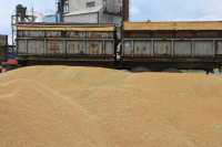 В Красноярском крае исследовали качество зерна нового урожая
