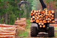 В Красноярском крае срочно требуются специалисты для предприятий лесной отрасли