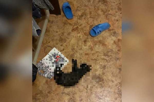 В Красноярске пьяный местный житель убил подобранного на улице котёнка