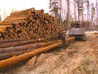 Лес рубят и щепки летят: преступление в Ермаковском районе