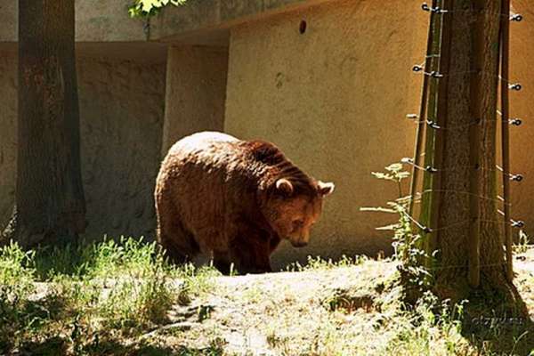 В Красноярском крае медведь вышел на детскую площадку