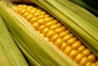 Роспотребнадзор признал опасной для жизни кукурузу, которой отравились красноярцы