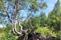 Чудо-береза из Хакасии может войти в Национальный реестр удивительных деревьев