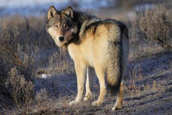 В Красноярском крае разрешен неограниченный отстрел волков