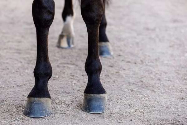 В Аскизском районе лошадь попала под колеса девятки: животное погибло, водитель госпитализирован