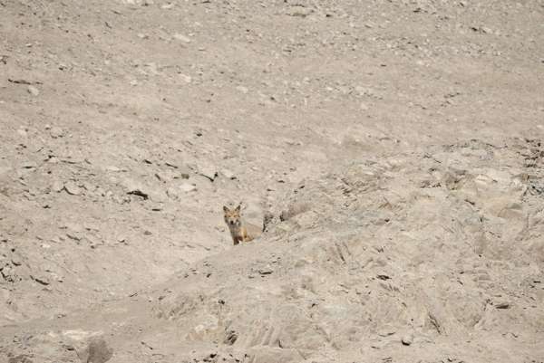 Фотоловушка Саяно-Шушенского заповедника запечатлела кормящую волчицу