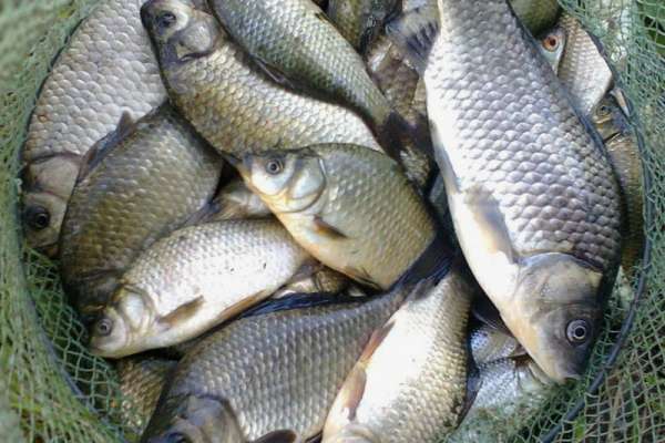 Двоим жителям Минусинска грозит полумиллионный штраф за незаконную ловлю рыбы