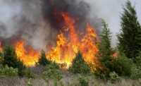 Лесные пожары не оставляют в покое юг края