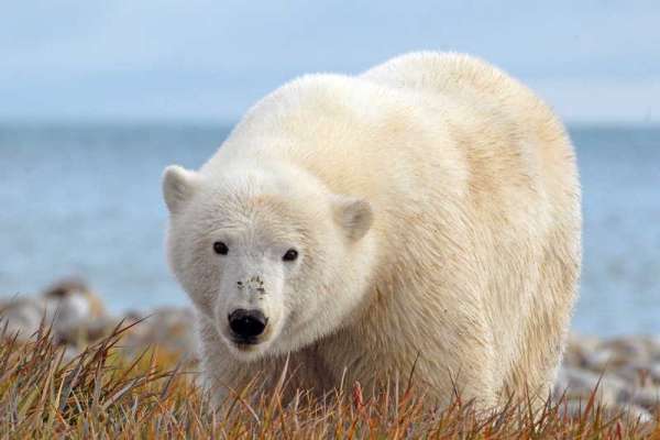 На окраине Норильска заметили белого медведя