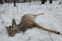 В Хакасии незаконная охота обошлась браконьеру в 320 тысяч рублей