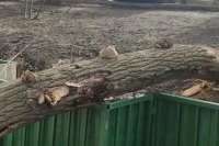 В Хакасии на электромонтера упало дерево
