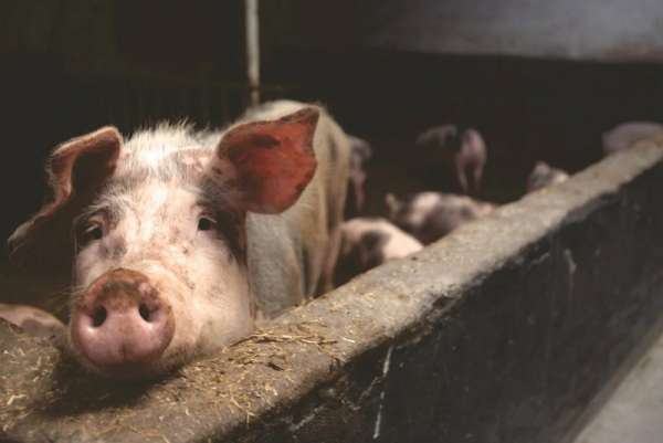 Африканская чума свиней «добралась» до села Каратузское
