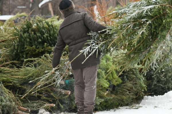 В Минусинске и Абакане примут на переработку новогодние ёлки