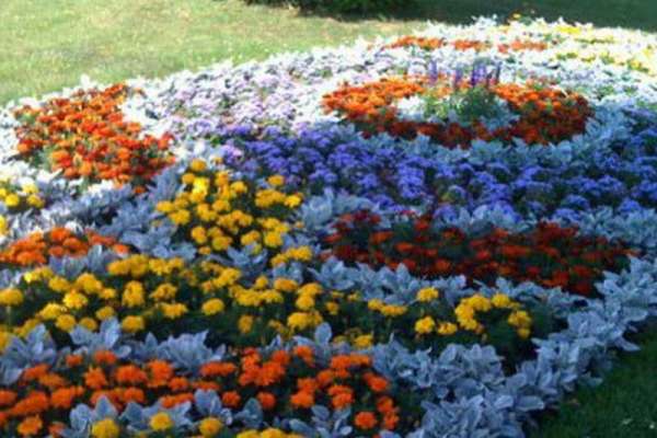 В Абакане появятся «мадагаскарские» цветы