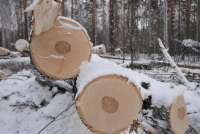 В Курагинском районе залетный «черный лесоруб» нанес ущерб природе на 140 тысяч рублей