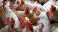 Над Минусинском нависла угроза распространения вируса африканской чумы свиней
