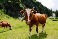 Госдума приняла законопроект об обязательной маркировке сельскохозяйственных животных