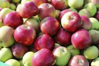 В Минусинском районе собирают огромный урожай яблок