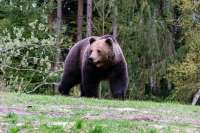 В природном парке «Ергаки» обнаружили тело туриста, которого задрал медведь