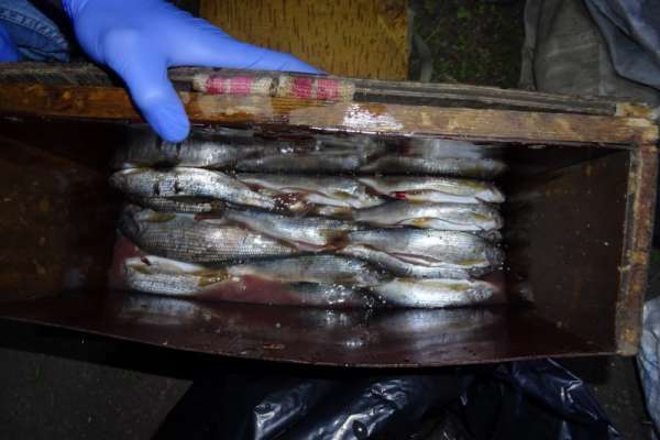 В Курагино задержан рыболов-браконьер с крупным уловом