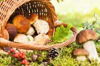 Любителей «тихой охоты» приглашают на грибной фестиваль в  Удмуртии