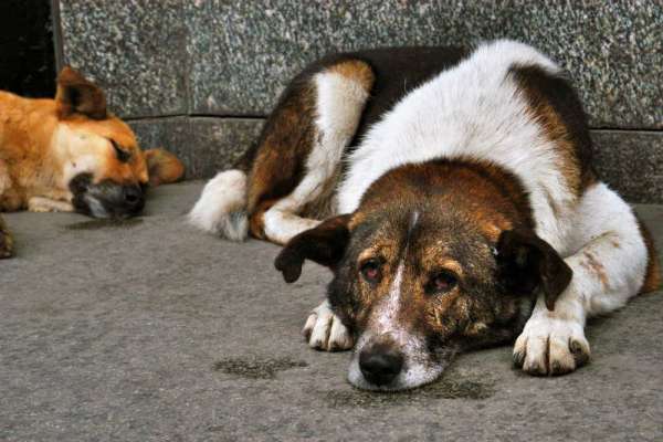 В Красноярске к Универсиаде уберут бродячих собак, бомжей и проституток