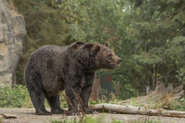 В хакасской деревне огромный медведь загрыз телят