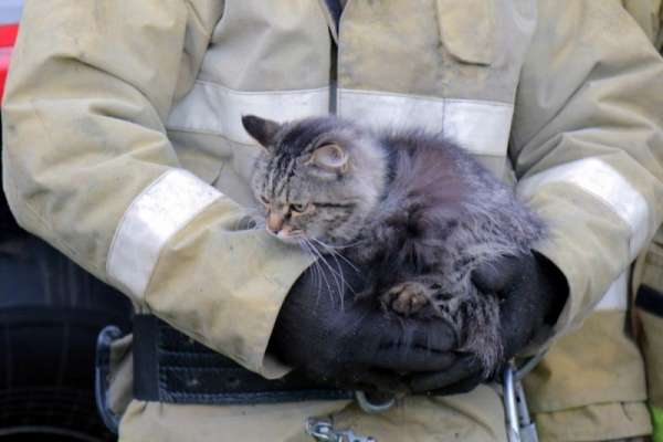 В Минусинске из заброшенной трубы спасли кошку