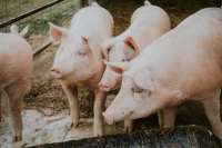 На юге Красноярского края продлили карантинные ограничения по африканской чуме свиней