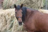 В Шушенском районе у лошадей выявили инфекционную анемию