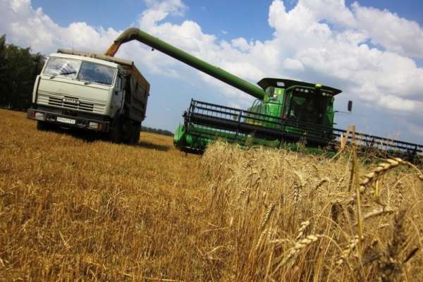 Аграрии Минусинского района активно убирают зерновые и сеют озимые