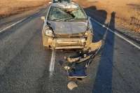На Аскизском тракте Хакасии женщина-водитель врезалась в перебегающих дорогу коров