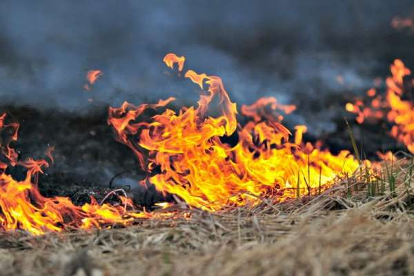 Жителя Жеблахты накажут за поджог травы в Ермаковском лесничестве