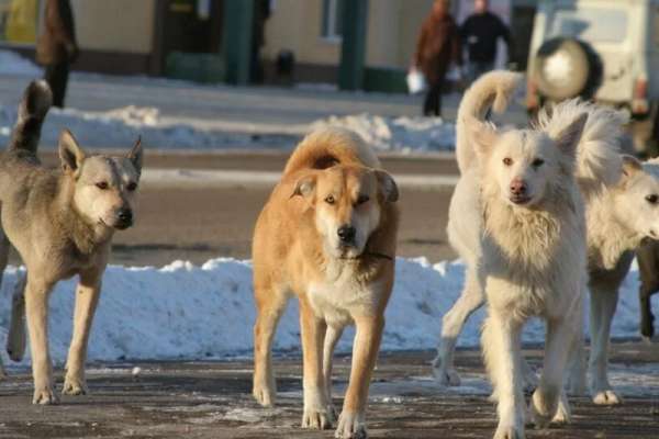 Красноярского чиновника будут судить за смерть четверых человек от зубов бродячих собак