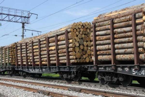 Красноярская предпринимательница незаконно отправила в Китай древесину на 40 млн рублей