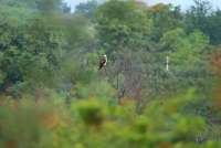 Помеченную птицу из Саяно-Шушенского заповедника убило током в Индии