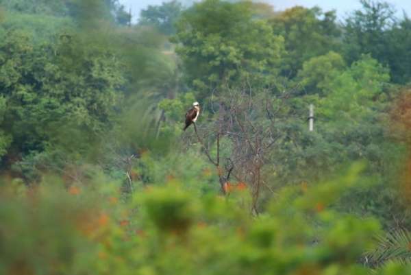 Помеченную птицу из Саяно-Шушенского заповедника убило током в Индии