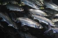 Власти Красноярского края просят снять запрет на добычу ценных пород рыб