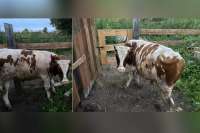 В Курагинском районе украли взрослого быка и увезли его на старенькой «шестерке»