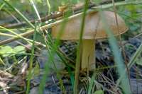 Ядовитые, по мнению иностранцев, грибы начали собирать в Минусинском районе