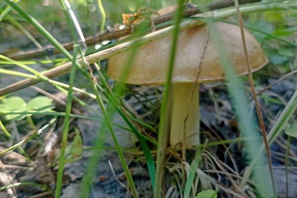 Ядовитые, по мнению иностранцев, грибы начали собирать в Минусинском районе