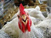 Шушенская птицефабрика попалась на нарушении ветеринарного законодательства