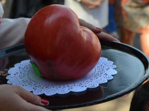 Беларусь привечает минусинские помидоры